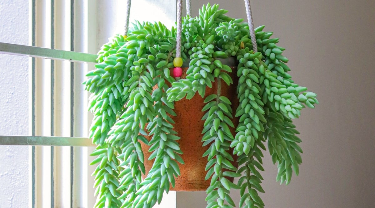 Close-up of a vibrant Donkey's tail succulent in a hanging clay pot, placed close to a bright window. The plant flaunts multiple long, dangling stems covered with triangular, bright green, somewhat oblong, fleshy leaves.