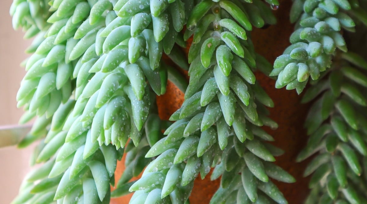 Close-up of a glistening Donkey's tail succulent adorned with water droplets. The succulent showcases elegant rosettes composed of small, succulent, triangular, elongated, blue-green leaves.