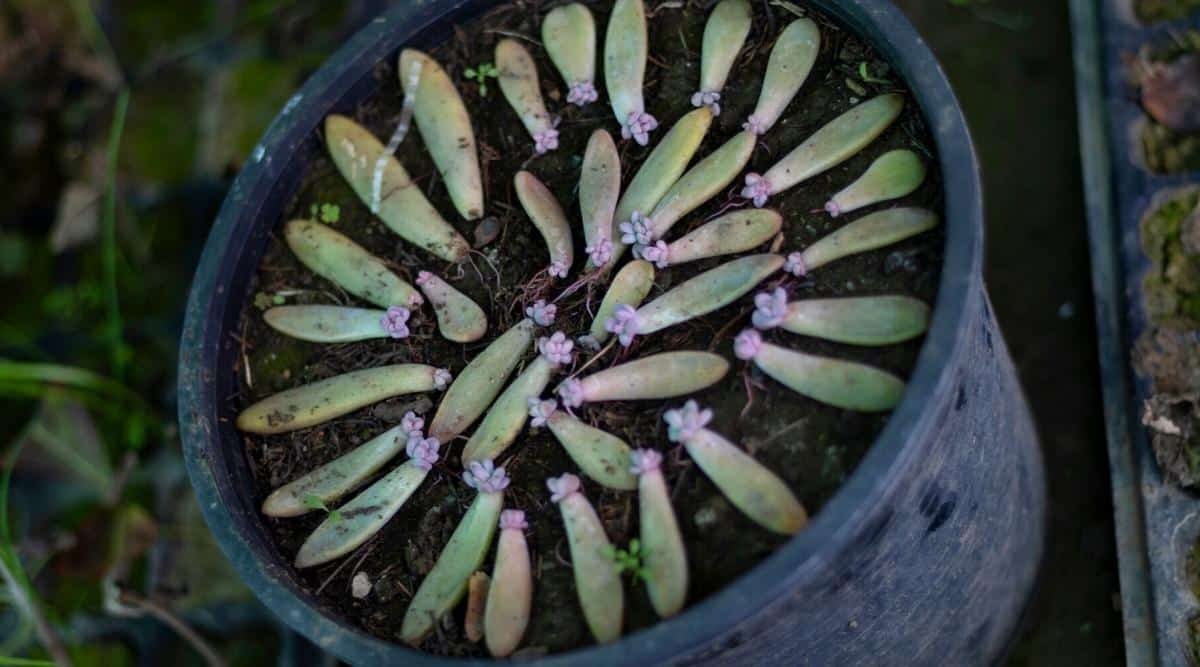 Close-up of large flower pot filled with succulent leaves for propagation. The leaves are oval, elongated, and pale green, with new shoots and roots emerging.