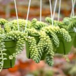 burros-tail-succulent