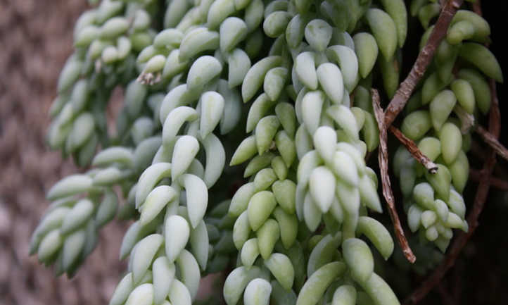 Burro's tail with visible stems