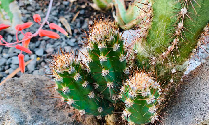 Cactus with Offsets