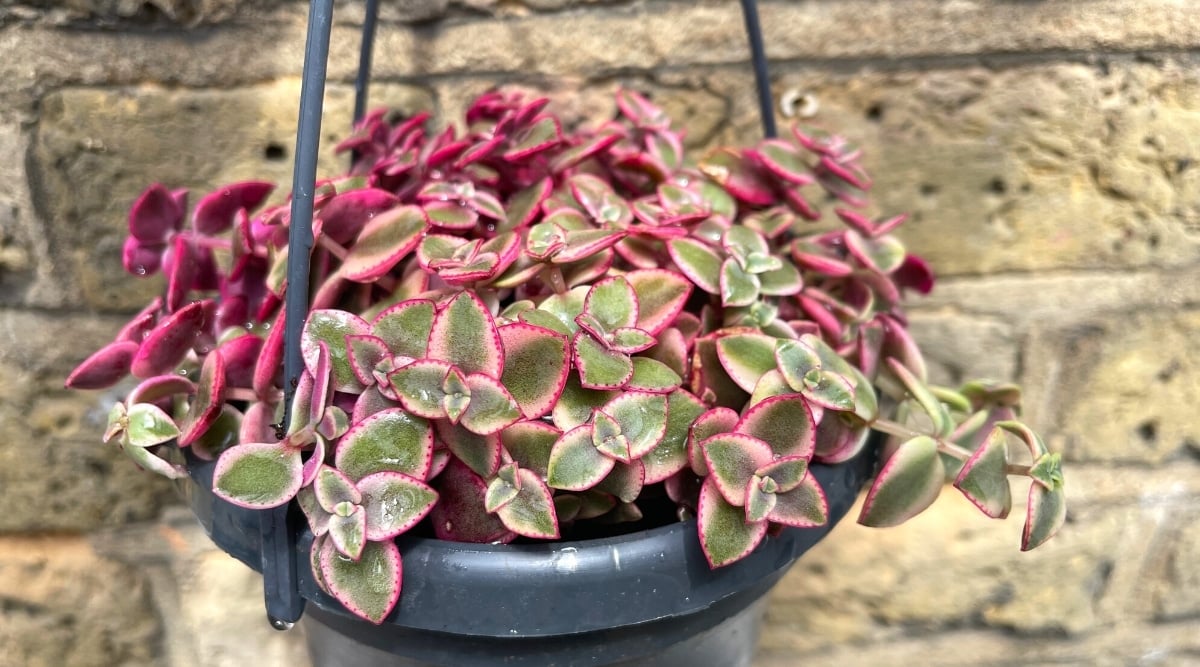 Close-up of a Crassula 'Calico Kitten' plant in a hanging sulfur pot against a brick wall. The plant has stems covered lengthwise with many heart-shaped variegated leaves. The leaves are dark green with lighter cream edges and bright pink edging. The underside of the leaves is completely pink.