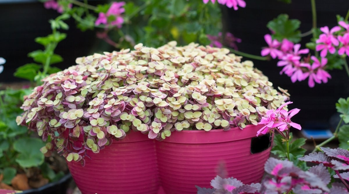 Lovely pink pots house thriving Callisia Repens plants, showcasing their vibrant green leaves with charming patterns. In the background, an assortment of green plants with delicate pink flowers adds a colorful touch to the scene.