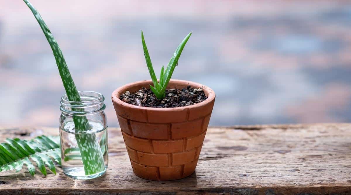 An image of a cutting sitting in a clear jar, next to a small succulent in a terra cotta pot. The pot has some brick patterns on the outside of the pot, and the clear jar has a small amount of water in it with the leaf cutting. Both the jar and the pot are sitting on a wooden desk outdoors, and the image focus is blurred behind them.