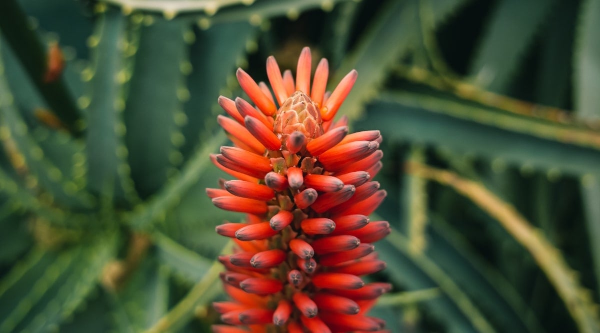 Candleabra Aloe Blooming in Garden. The focus of the image is the deeper orange blooms that have almost a red tint to them in appearance. The background is green foliage, but is out of focus.