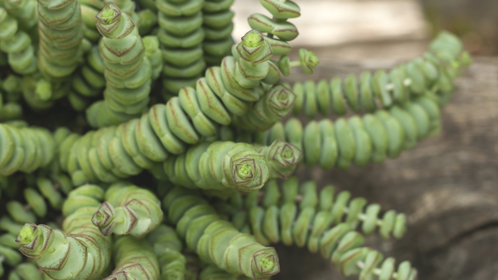 Close up of a plant with button-like leaves