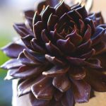 caring-for-echeveria-e28098black-prince