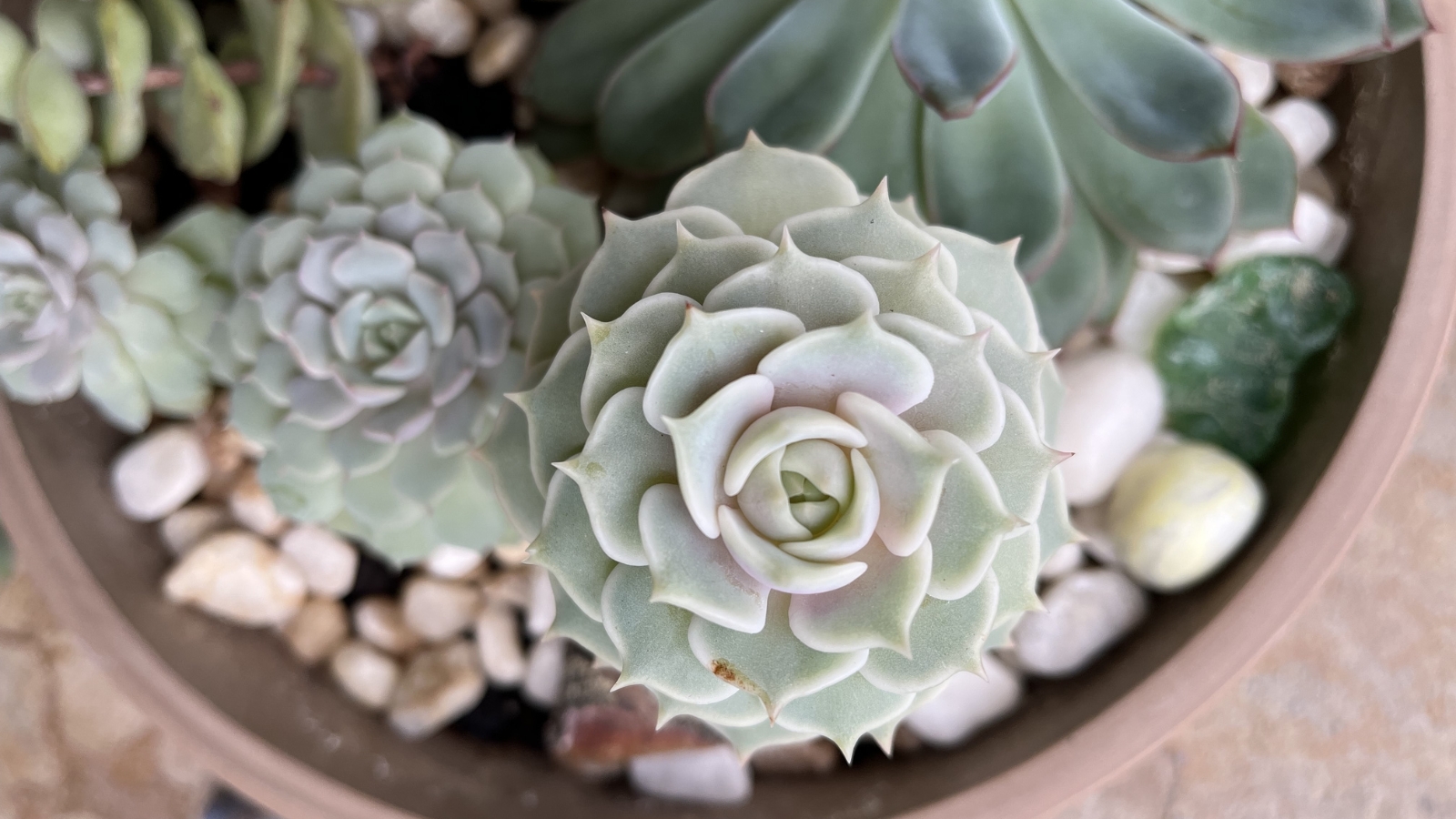 Close up of several succulents in a larger pot. The main succulents have light pinkish-green, plump, rounded leaves with a slight point at the tip, overlapping in a rosette formation. The post is filled with large white rocks.