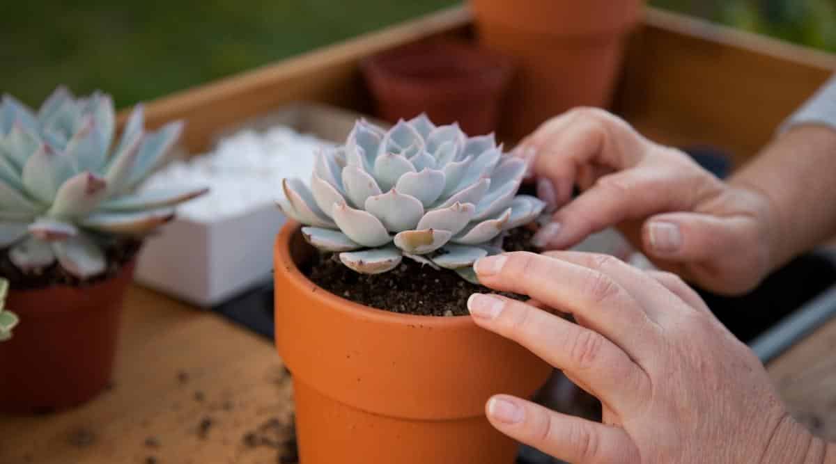 Gardener caring for a succulent in a clay pot