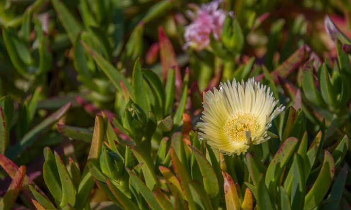 Carpobrotus edulis