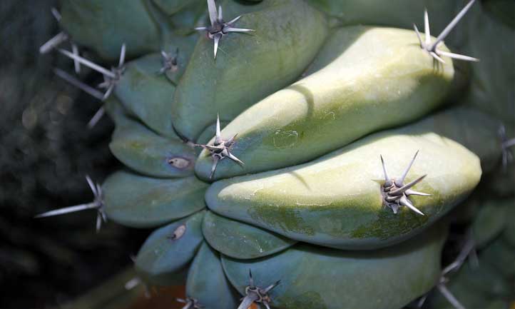 The 'Monstrosus' variety of Cereus peruvianus living up to its name