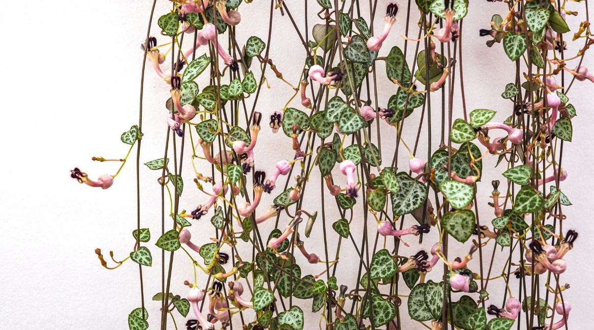 Close-up of flowering hanging vines of the Ceropegia woodii plant on a white background.