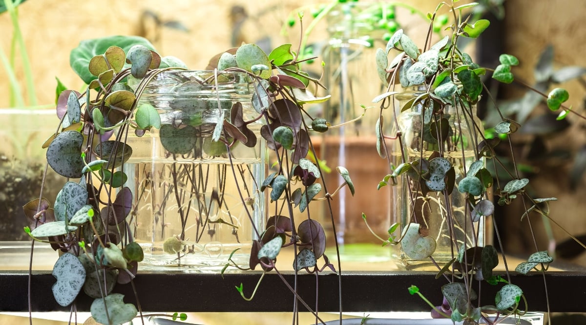 Close-up of Ceropegia woodii succulent cuttings in glass jars with water on a wooden table indoors. Ceropegia woodii, commonly known as String of Hearts, is a charming trailing succulent with a distinct appearance.