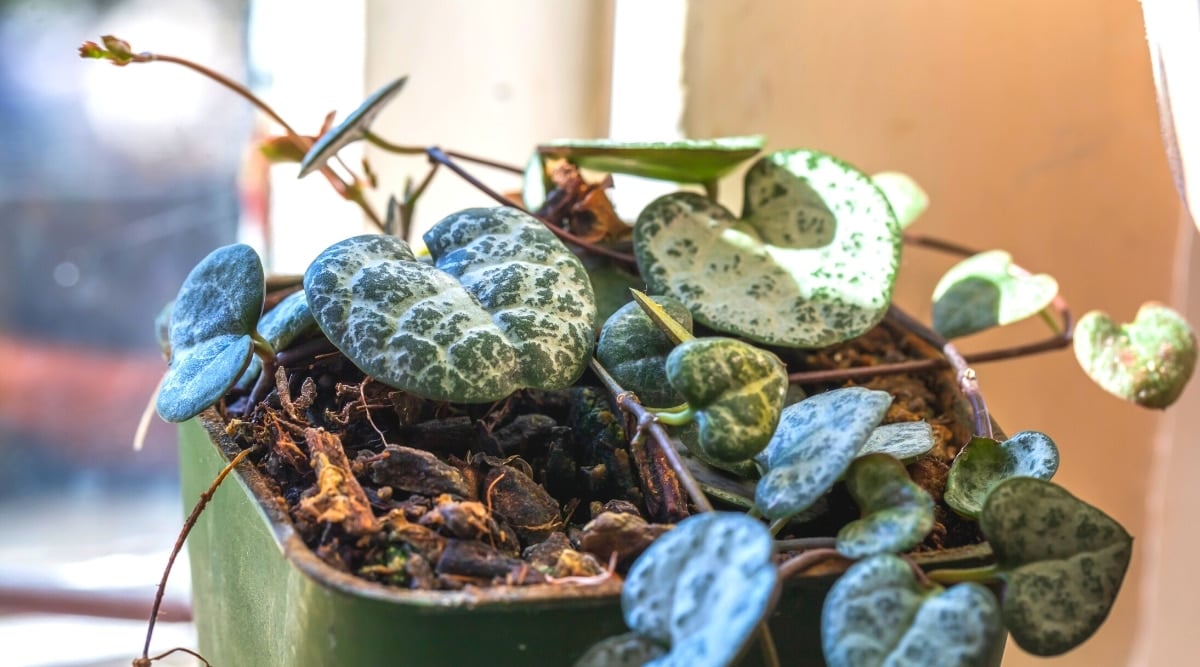 A close-up of a succulent plant in a dark green flower pot on a sunlit windowsill. The plant consists of slender brown vines bearing small, heart-shaped, silver-green leaves.