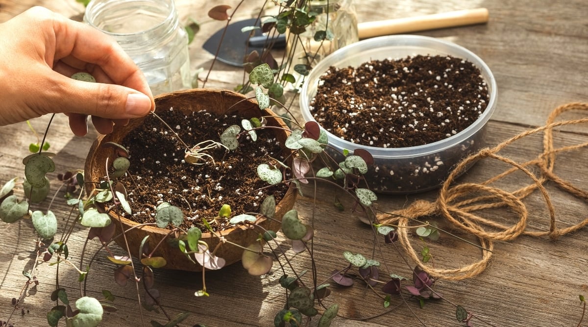 Close-up of a woman's hand planting a rooted tuber of a plant into a potting mix. On a wooden table there is a homemade round coconut shell flower pot with cuttings already planted, a translucent white bowl of potting mix, a garden shovel, string, and two jars of rooted cuttings. The long and thin lolls of the plant have small heart-shaped leaves. The leaves are variegated green-silver on the upper side and purple on the underside.