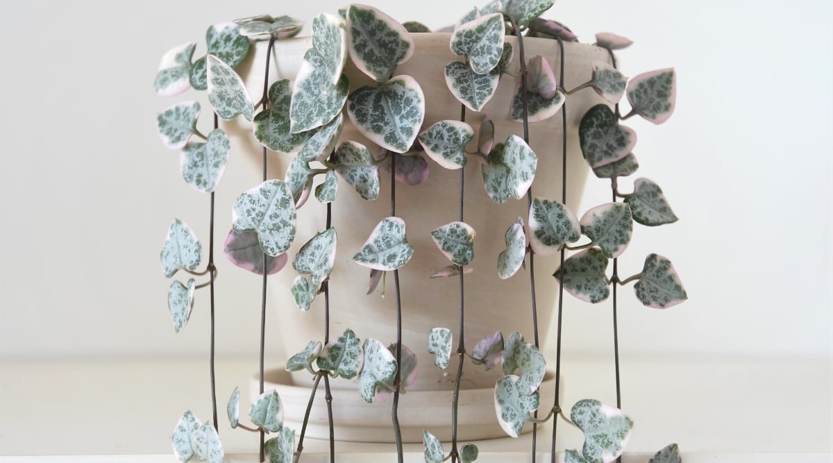 Close-up of a Ceropegia woodii plant in a clay pot against a blurred background.