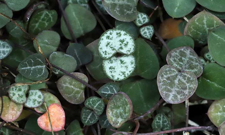 Ceropegia woodii