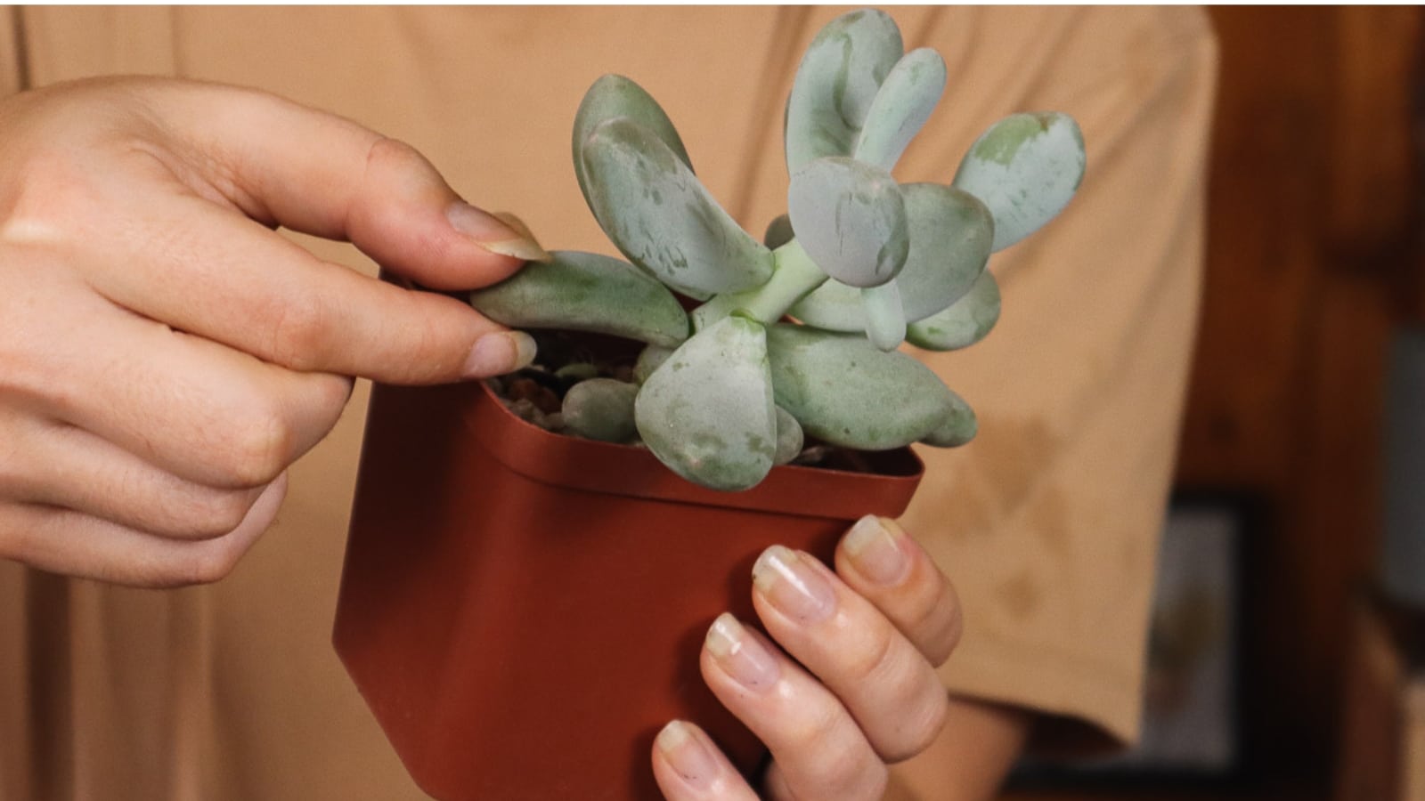 Hands holding a small square pot, with a small green plant. One hand is pulling on one thick, green leaf.