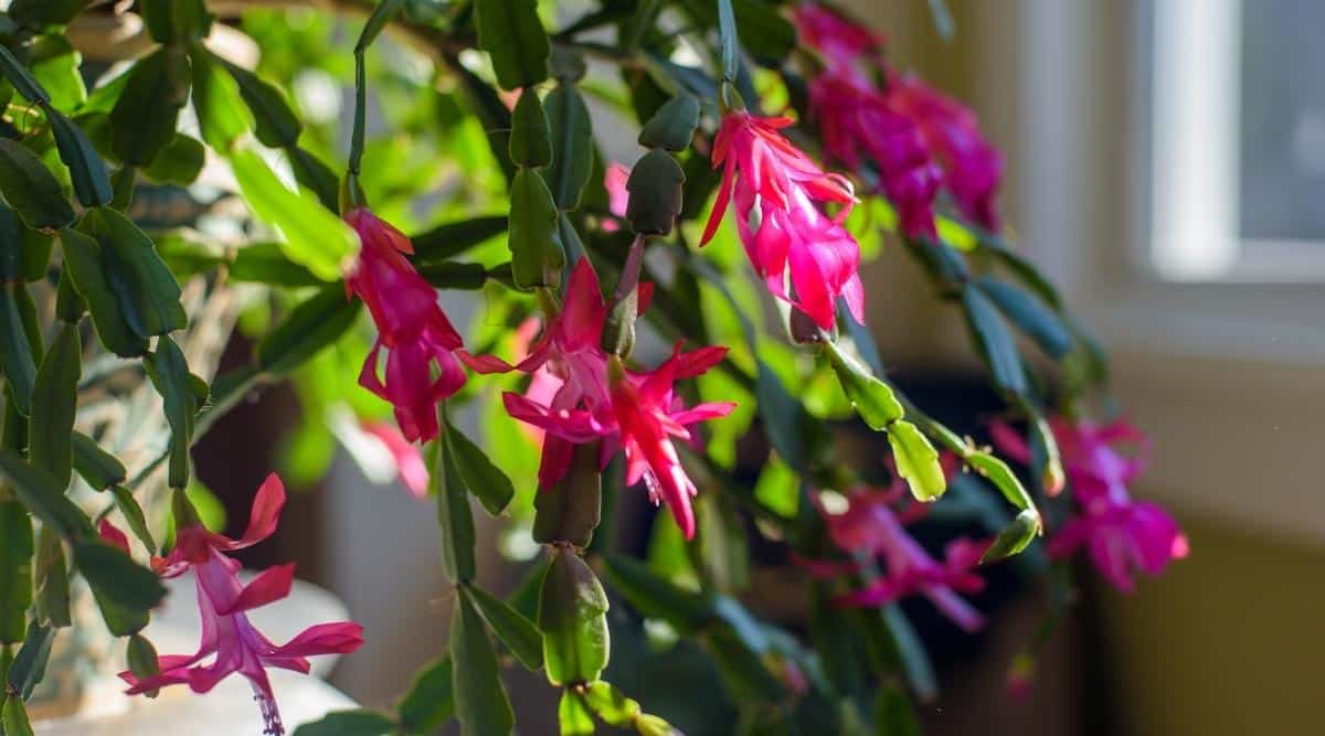 A succulent is sitting on the table and is blooming in the light. Each plant tendril has a beautiful and vibrant pink bloom on the end of it.