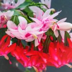 christmas-cactus-in-bloom