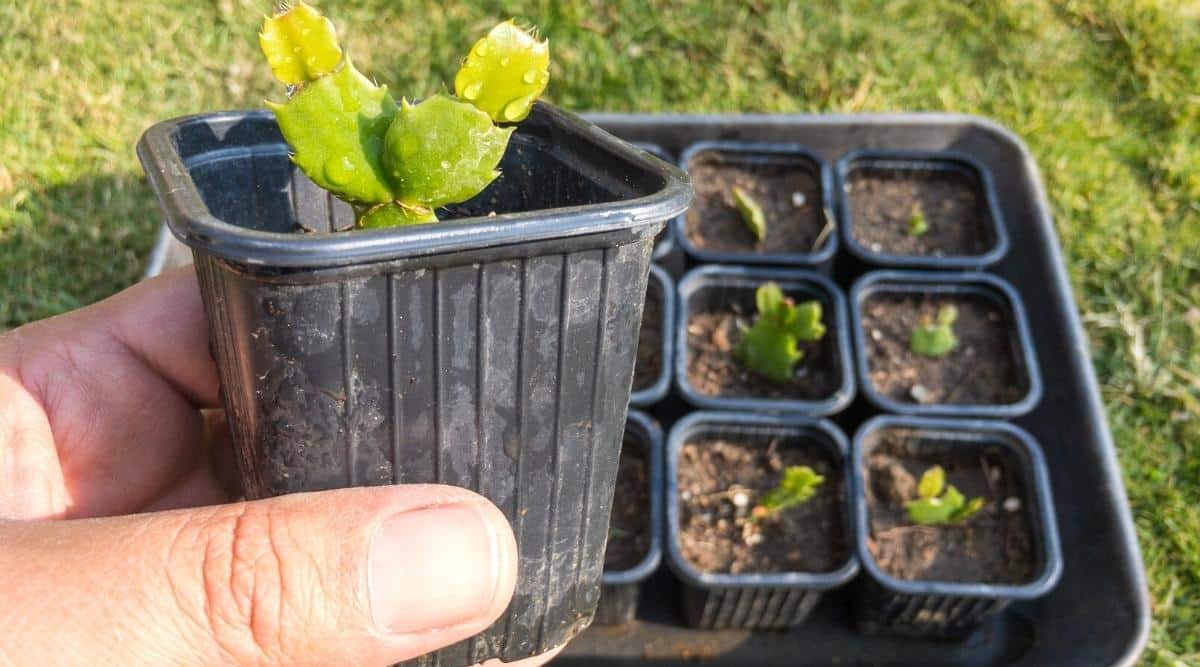 A gardener holding a small succulent in their hand. The succulent is in a small black seed tray and was used for propagation. In the background, you can see a number of other succulents starting in their own individual seed trays.