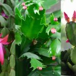 christmas-cactus-vs-thanksgiving-cactus-vs-easter-cactus