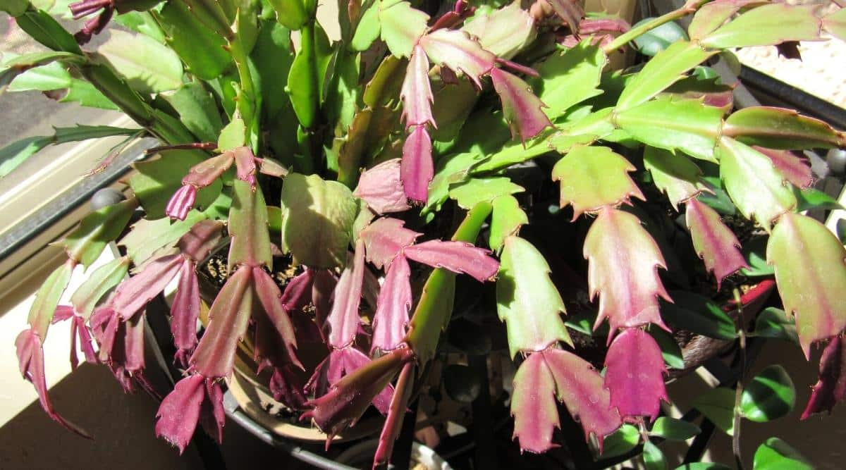 Symptoms of excessive sunlight on a Christmas cactus.