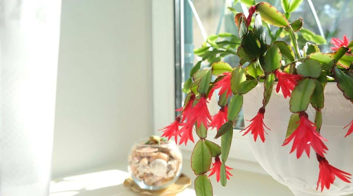 A succulent with red flowers growing in a white ceramic pot on a windowsill in bright indirect sunlight. The flowers bloom in red and pink at the end of each tendril. In the background, a small glass jar holds seashells as decor.