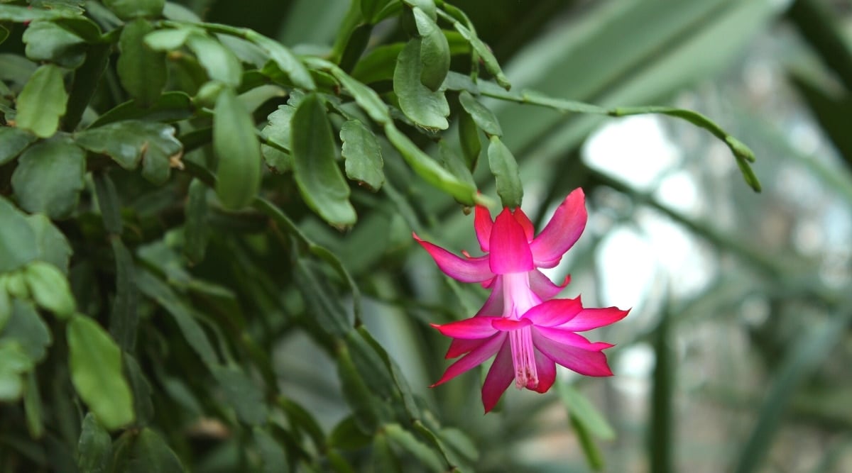 A beautiful Schlumbergera buckleyi succulent stands in a white ceramic decorative pot on a round wooden table against the backdrop of a blurred glowing Christmas tree in the room. The plant has long stems consisting of leaf blades. The leaves are oval, light green with rounded serrated edges. The flowers are bright pink, tubular.