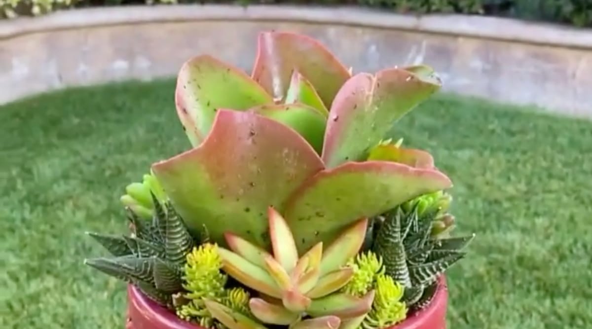 Close up of a small container garden. The container is round and red. Grass grows next to a garden wall in the blurry background. There are two Haworthia aloe succulents that have triangular deep green leaves with tiny raised white stripes that grow horizontally up the leaves. Yellow-green sedum growing in short vines with long thick leaves grow next to the haworthia. Another succulent with thick green leaves with pinkish tips grows in the center. The tallest and biggest succulent growing from the center of the container has rounded leaves that have a slight curve to them that are bright apple green in color with light red margins.