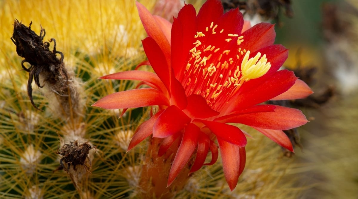 Cleistocactus Icosagonus Blooming in the Sunlight. This is a small cactus with a single orange bloom, that has multiple yellow stamens in the center of the flower.