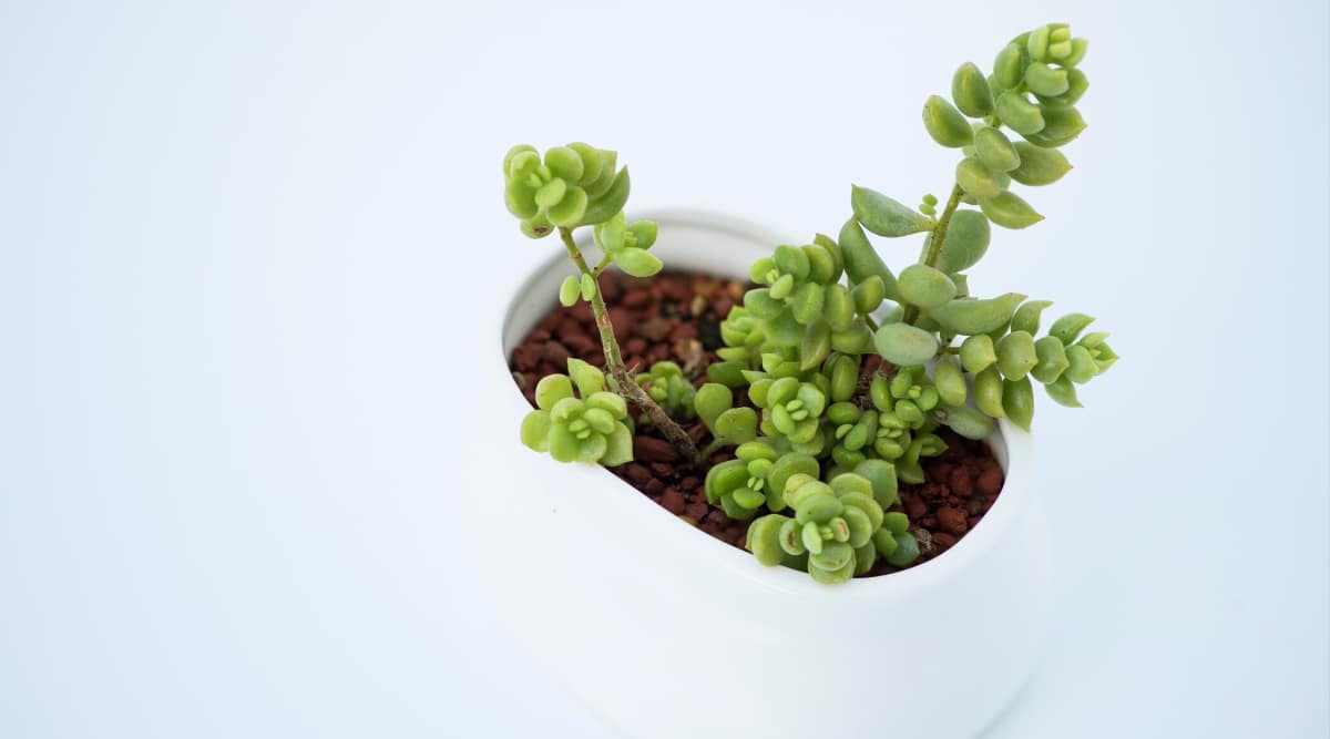 Close-up of Cliff Cotyledon succulent with bright green, juicy, spherical leaves.