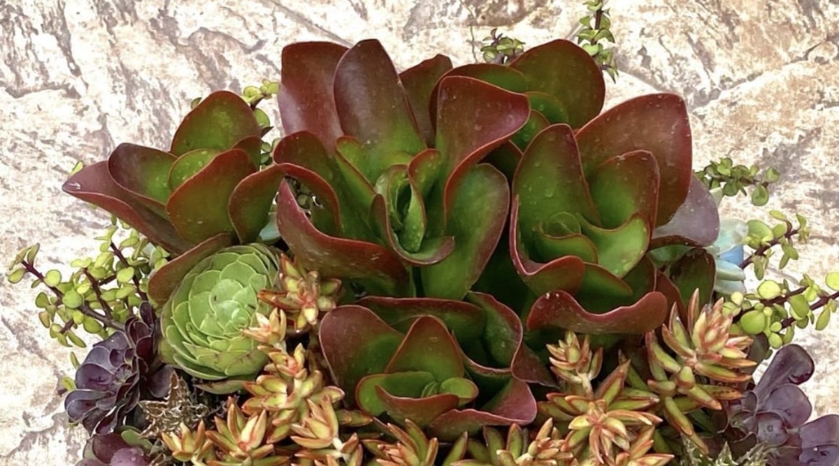 Close up of various succulents in a container garden with grayish-tan tiles. Different green shades, with reddish margins, are visible.