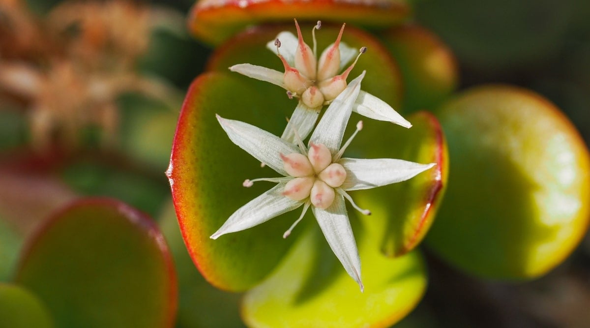 Close up of a succulent with a white flower coming from the top of the plant. The plant has the sun glinting off the leaves at the top.