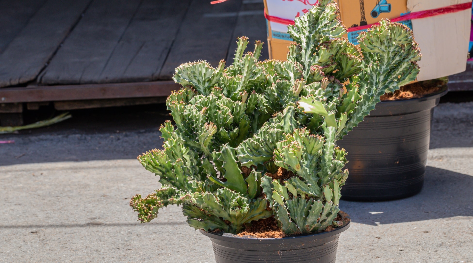 A coral cactus under sunlight with a unique spiral shape, green body with a slightly waxy texture, and multiple fleshy segments. The plant may sprout extra branches from the base.