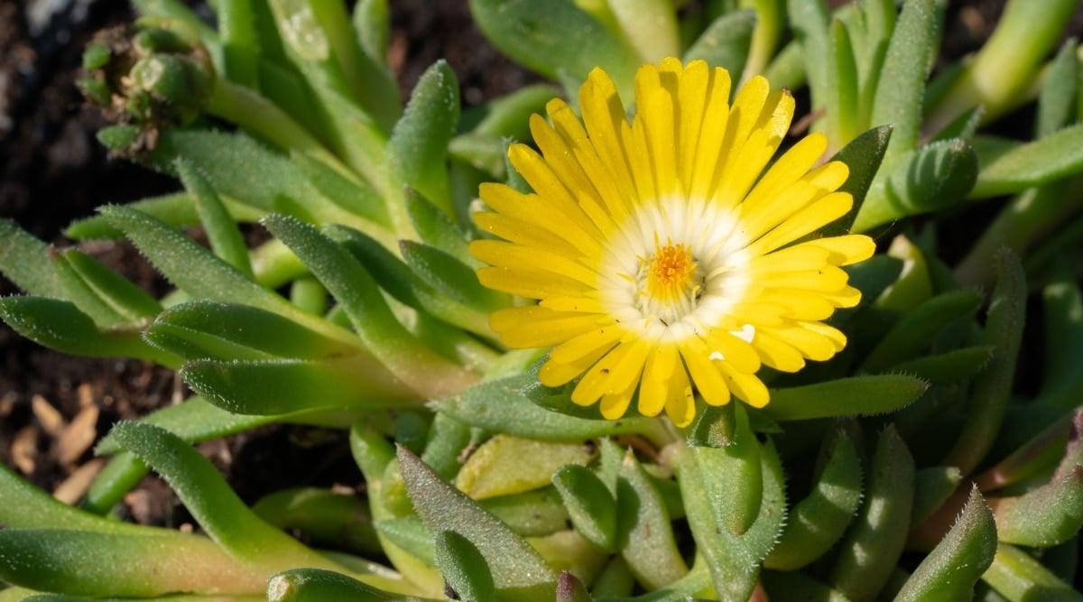 Close-up of Banana Blast plant that features fleshy, banana-shaped leaves with a glossy texture. Its green stems, twigs, and branches are thin and wiry, and produce small, daisy-like flowers in shades of bright yellow with white centers.