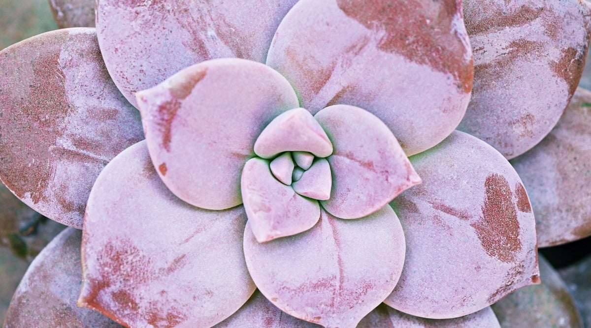 A close-up of a Leatherpetal flower. The petals are a rich shade of light burgundy and are long and narrow, giving the flower a unique shape. The center of the flower is filled with smaller, overlapping petals.