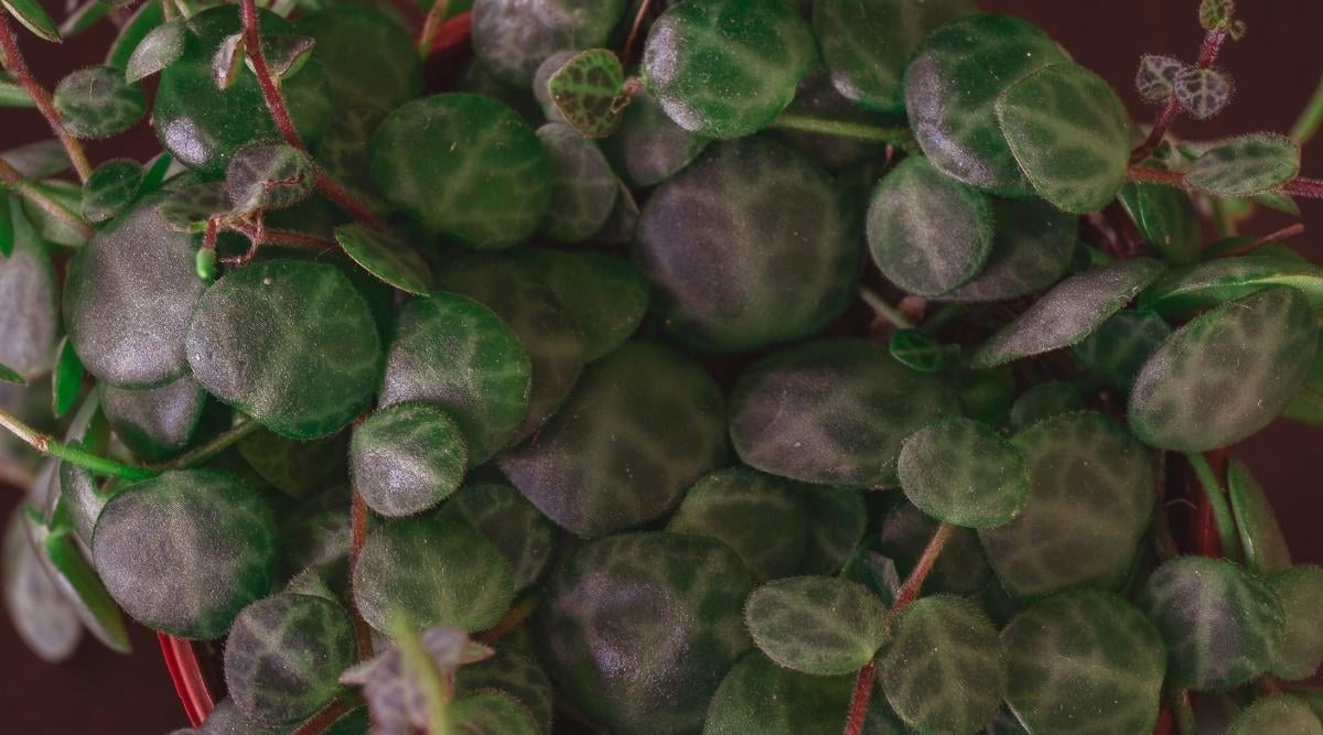 Close Up of Leaves of String Houseplant