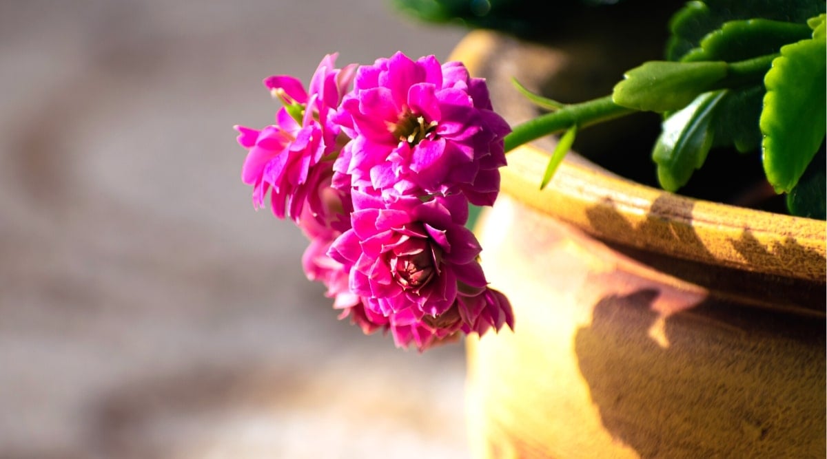 Close-up of pink Kalanchoe blossfeldiana blooming in a large beautiful clay pot, in the sun. A small cluster of small, double, bright pink flowers with slightly pointed petals. The leaves are bright green, juicy, oval, with serrated edges.