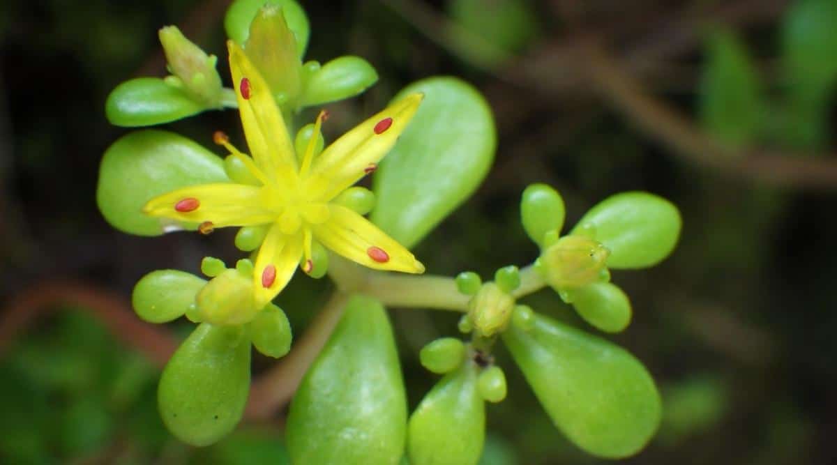 Close Up of Sedum Flower