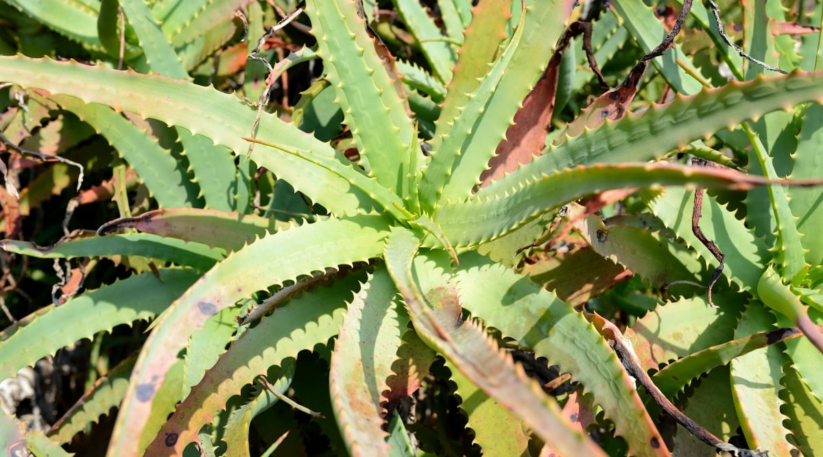 Close-up of an Aloe Vera plant with sunburn due to overexposure to direct sun. The plant forms a rosette of elongated, fleshy, lance-shaped green leaves. Damaged areas of leaves include orange, yellow, and pink hues.