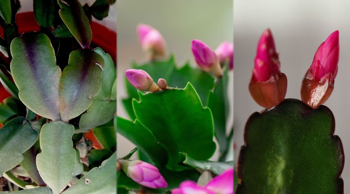 Close Up Seasonal Cacti Leaves