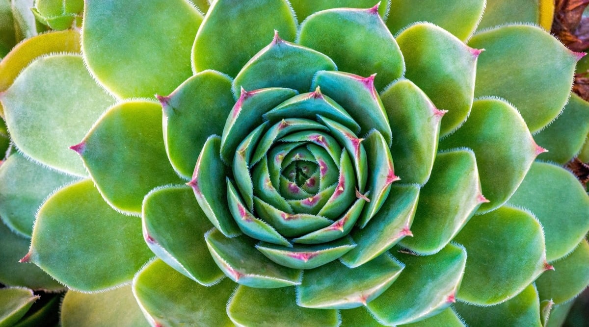 A close-up of Houseleek leaves that are succulent and plump, with a vivid green hue that gives them a healthy appearance.