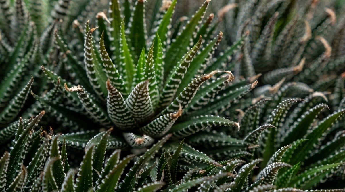 A cluster of Zebra Plants with distinctive zebra-like leaf pattern. Dark green leaves with white stripes for an elegant appearance.