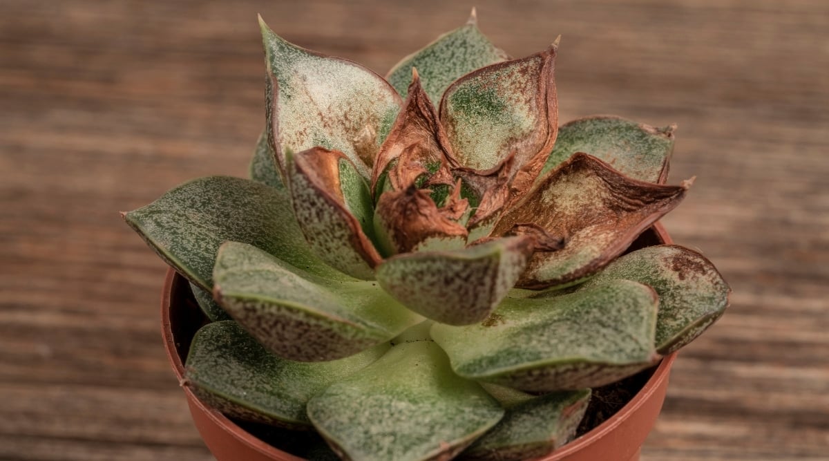 A close-up on a potted succulent plant, we witness a captivating sight. The majority of its green leaves exude vitality and health, but those in the center bear the marks of sunburn—a testimony to the plant's exposure to intense sunlight. The edges of these leaves have dried and turned a rich brown, offering a striking contrast to the plant's vibrant hues.