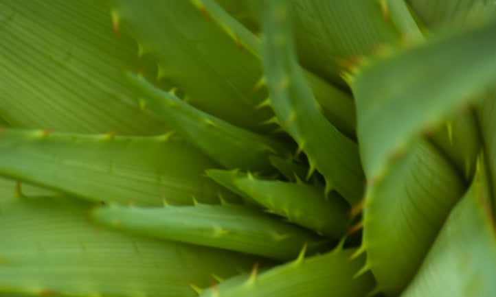 Closeup of Aloe vera