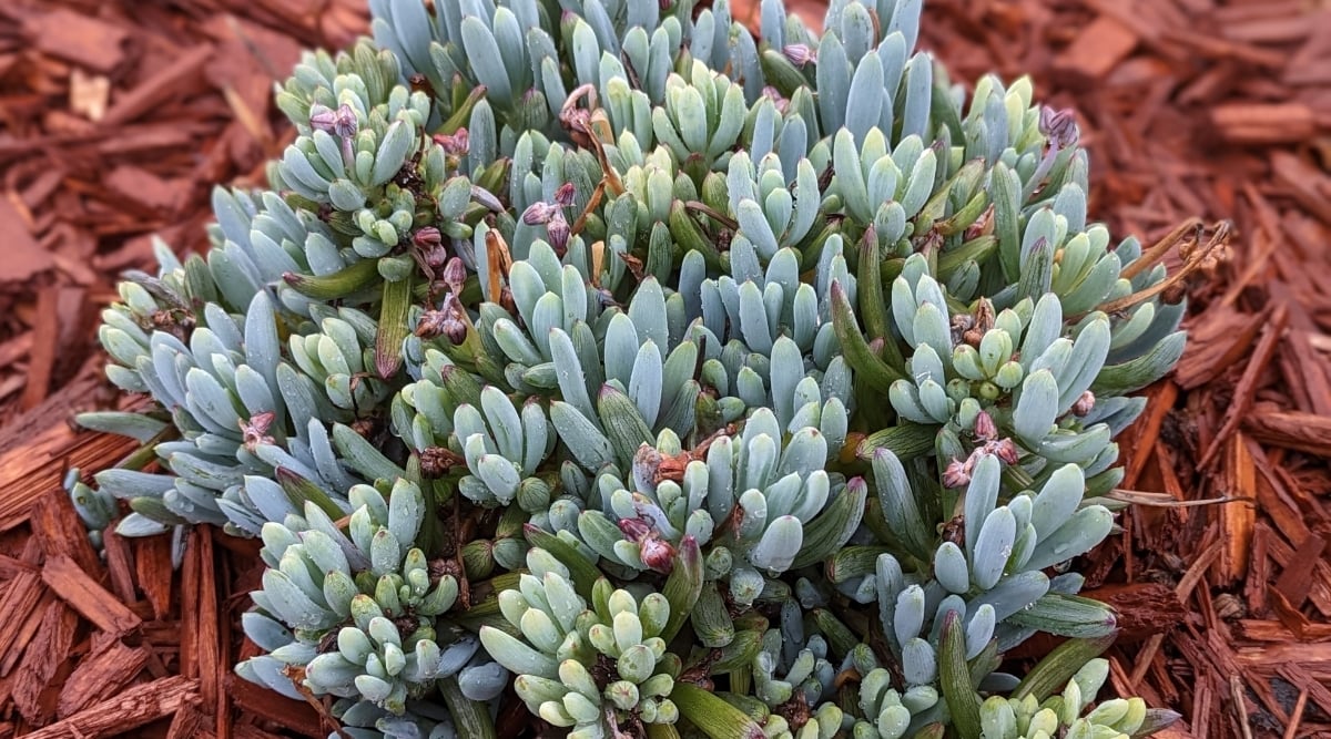 A close-up displays the distinctive foliage of the Blue Chalksticks plant, featuring its slender, cylindrical leaves. The vibrant blue-green shade stands out against the natural backdrop of brown wood mulch encircling the base, creating a striking contrast. Thriving in its nurturing environment, this plant truly catches the eye.