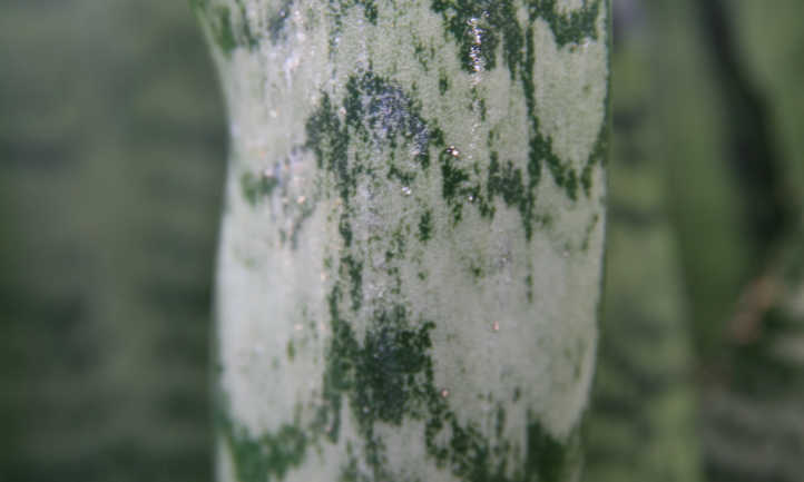 Closeup of sansevieria zeylanica leaf