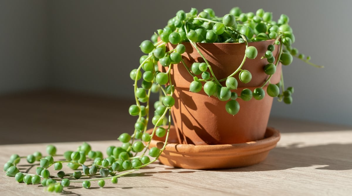 A close-up of a lush string-of-pearls succulent cascading over the edge of its pot. The plump, pea-like leaves are a vibrant green, with some appearing translucent in the sunlight. The plant's long, delicate stems drape over the pot's edge, creating a sense of abundance and life.